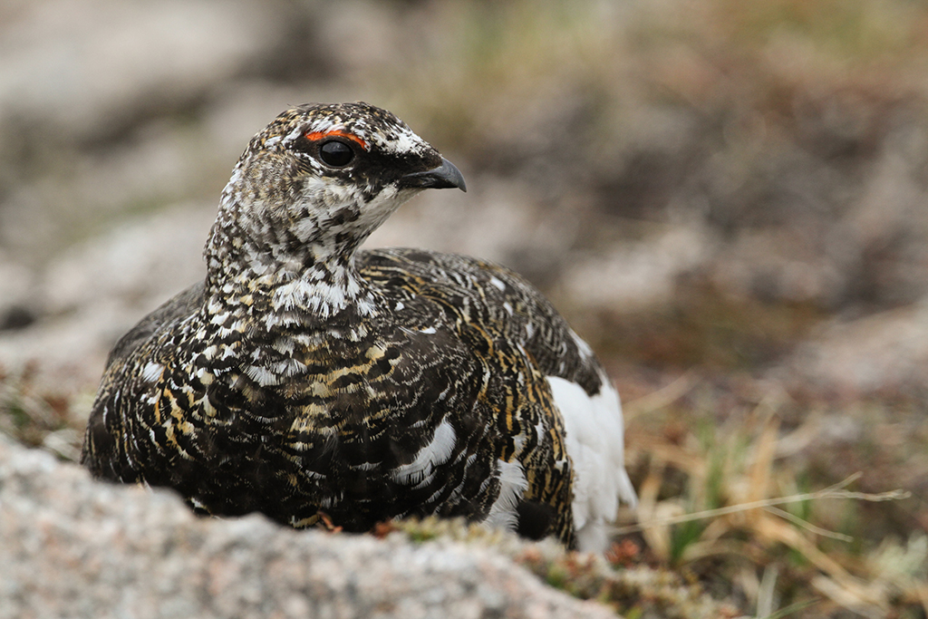 A male ptarmigan