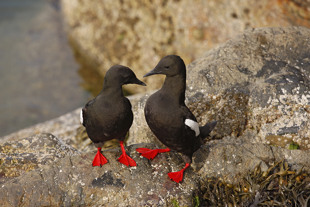 Black Guillemots (Photo Erni/Shutterstock)