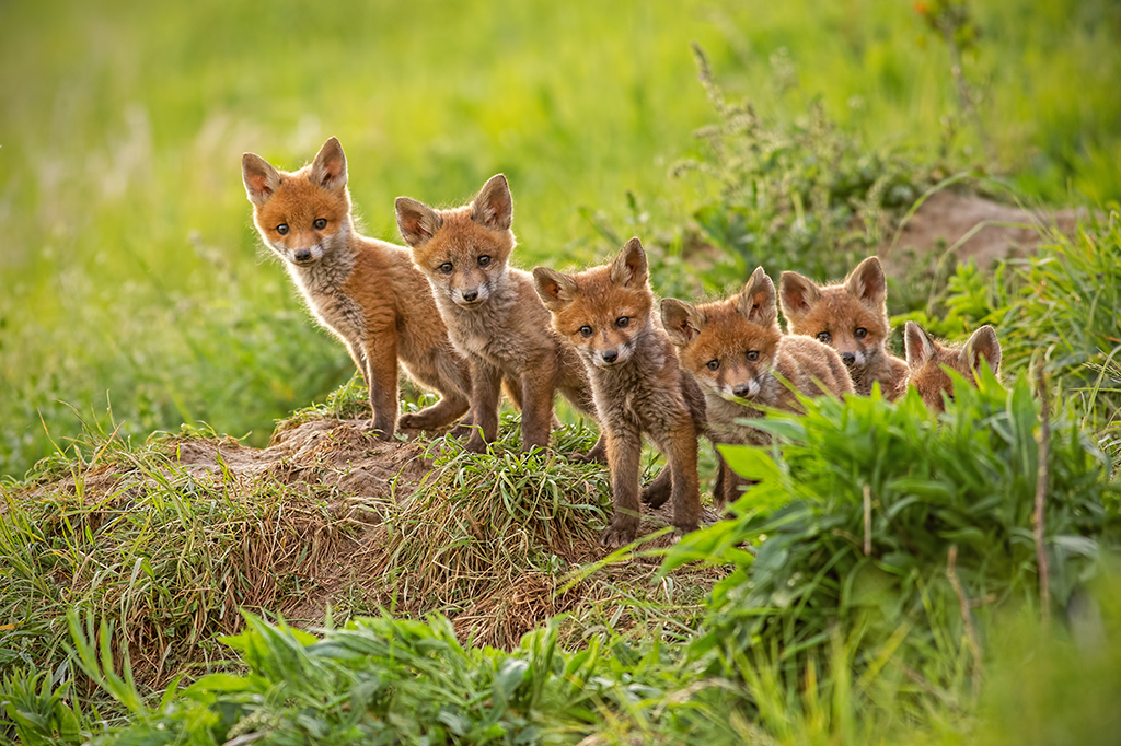 Fox cubs take a look at the world (Photo: WildMedia/Shutterstock)