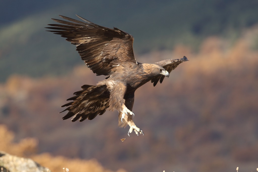 A golden eagle in flight