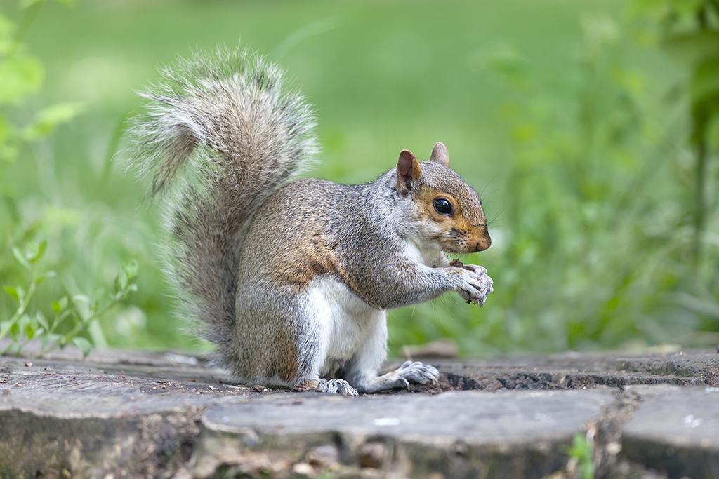 Grey squirrel