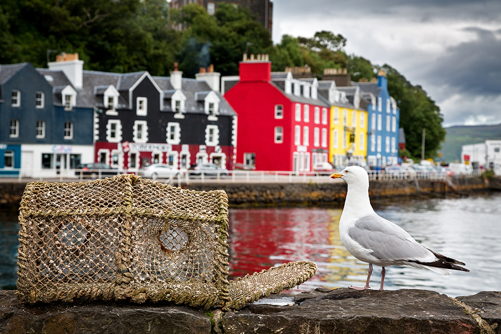 A seagull on the quayside, at  the colourful village of Tobermory, on Mull