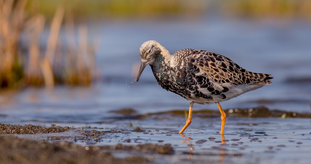 A wader