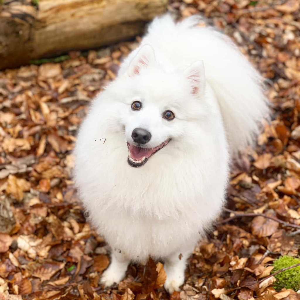 Angus at Dunnottar Woods (Photo: Nicki Hall)