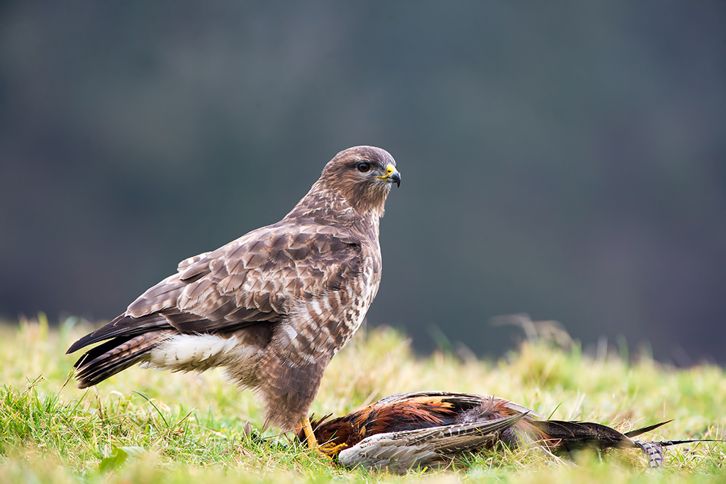 Buzzards will feed on anything from gamebirds to earthworms