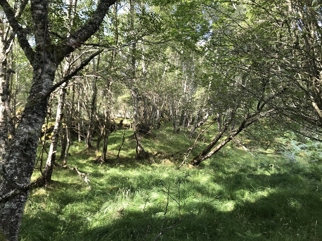 Trees at the site of the Carbisdale Battlefield