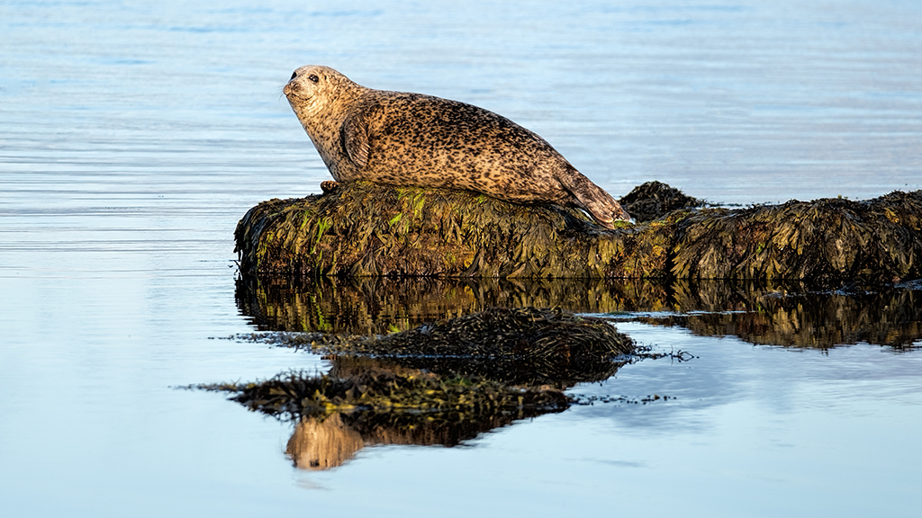 A harbour seal