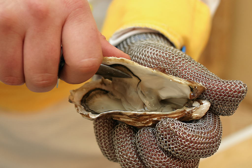 Shucking an oyster