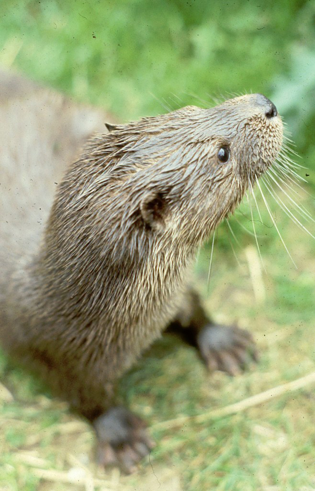 Penny, a female otter, in Deeside