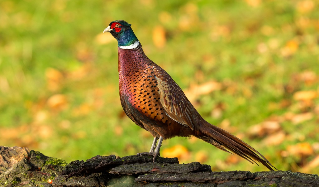 Pheasant