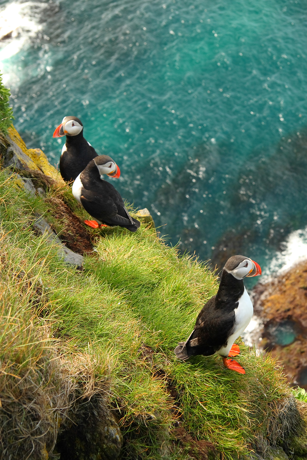 Puffins 1