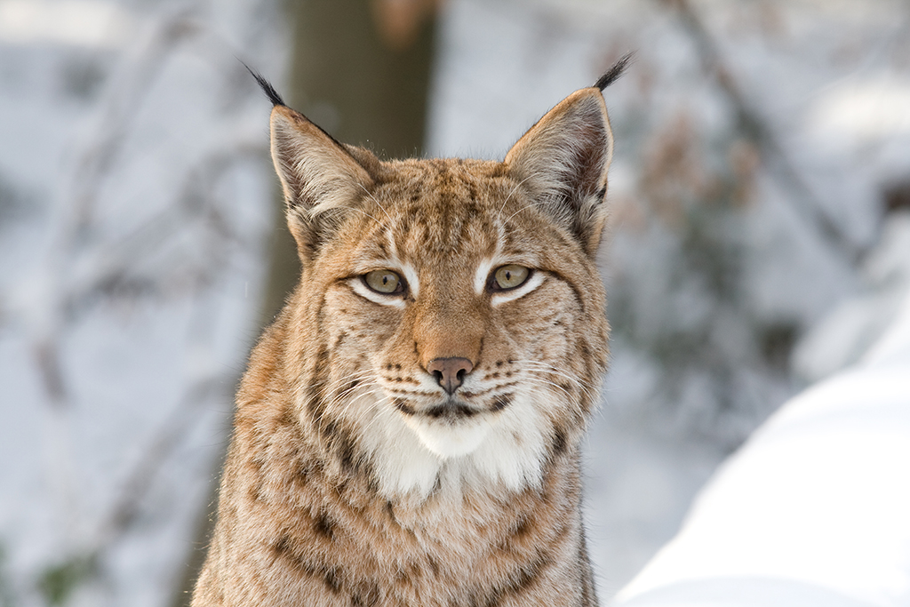 lynx