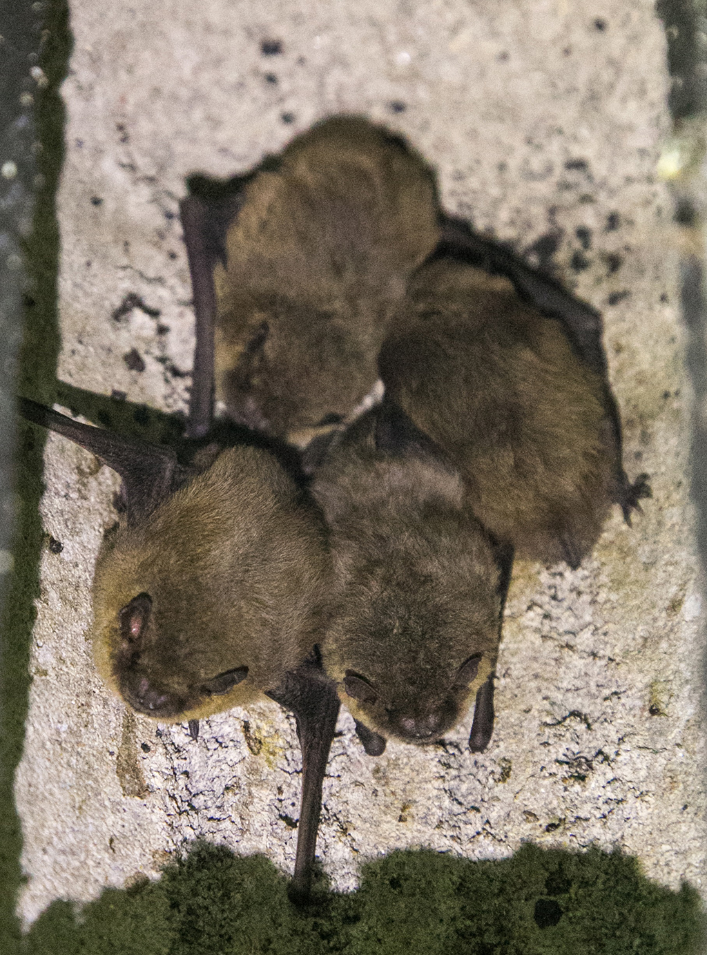 Roosting bats in a property (Photo: Michal Ostalowski)