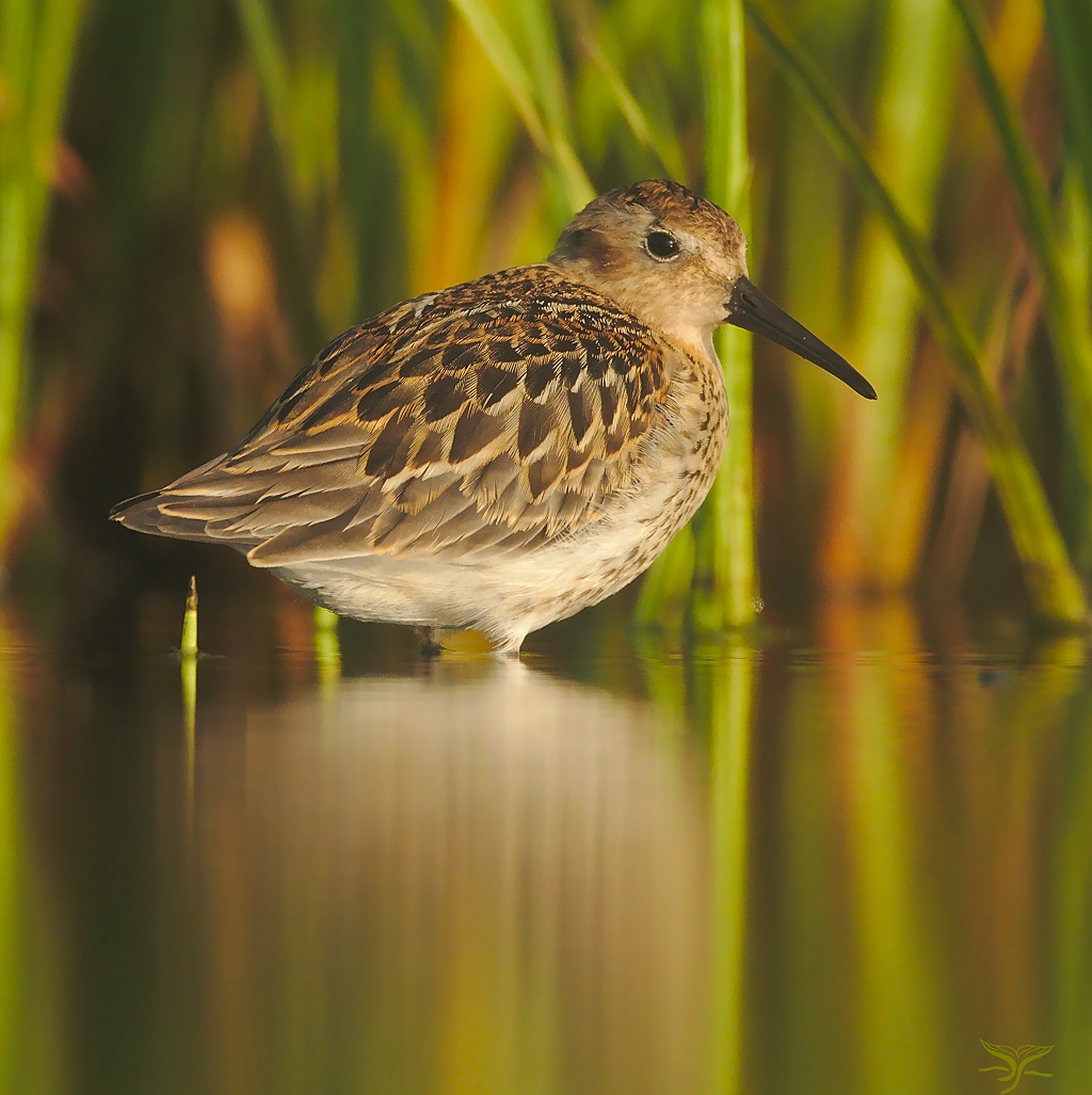 A Dunlin at Forvie nature reserve (Photo: Ron Macdonald)