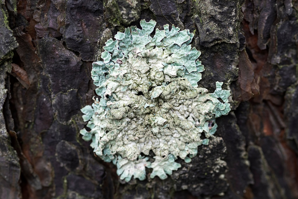 Lichen has a key role to play for scientists