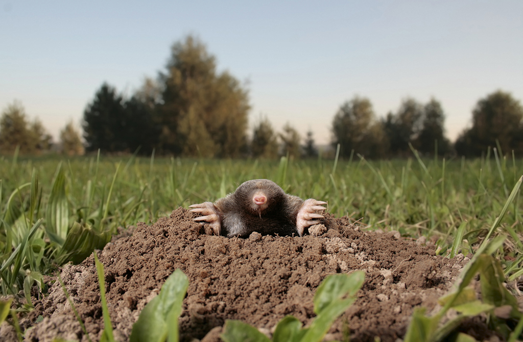 A mole churning out heaps of earth and destroying pristine lawns
