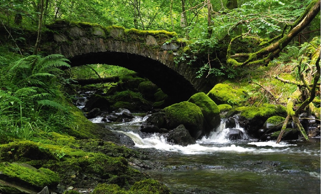 River Run By taken by Gordon Clark