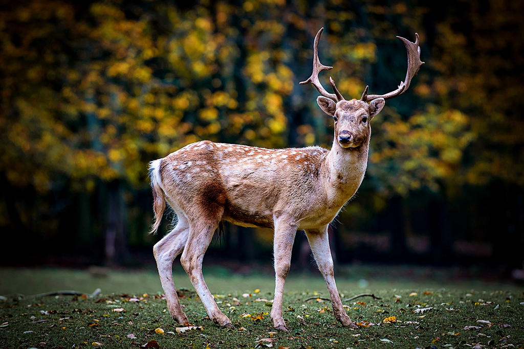 Scotland TranServ Deer 1