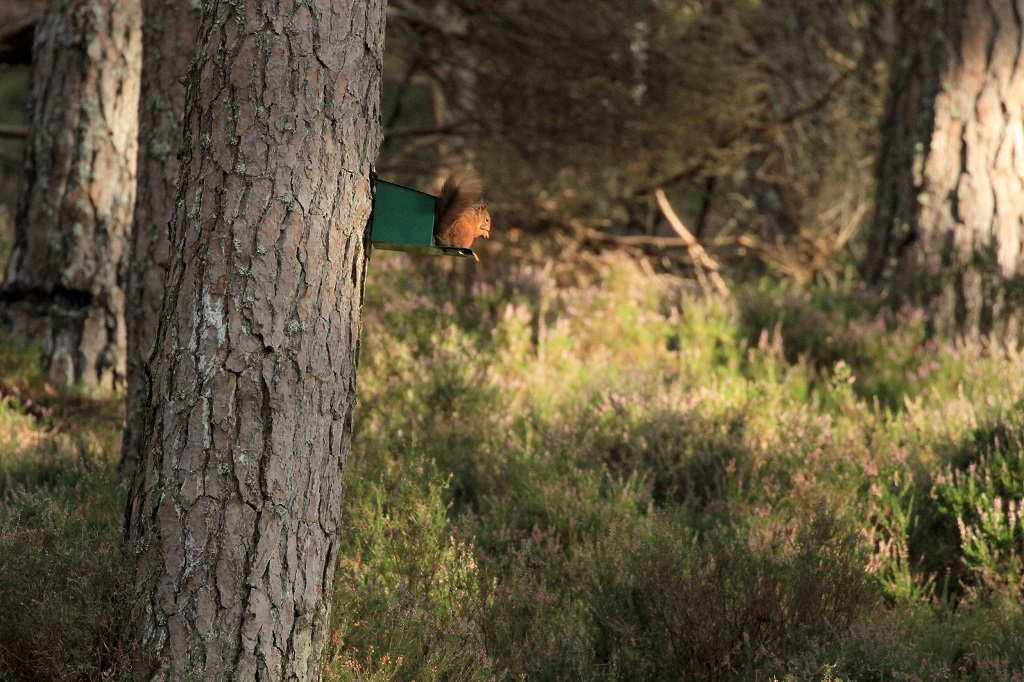 A newly-released red squirrel (Photo: Mat Larkin)