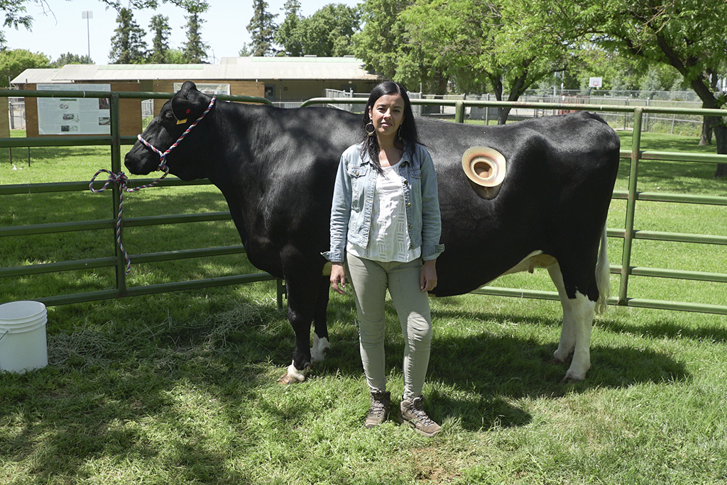 Liz Bonnin with a fistulated cow at UC Davis (Photo: Alisdair Livingstone)