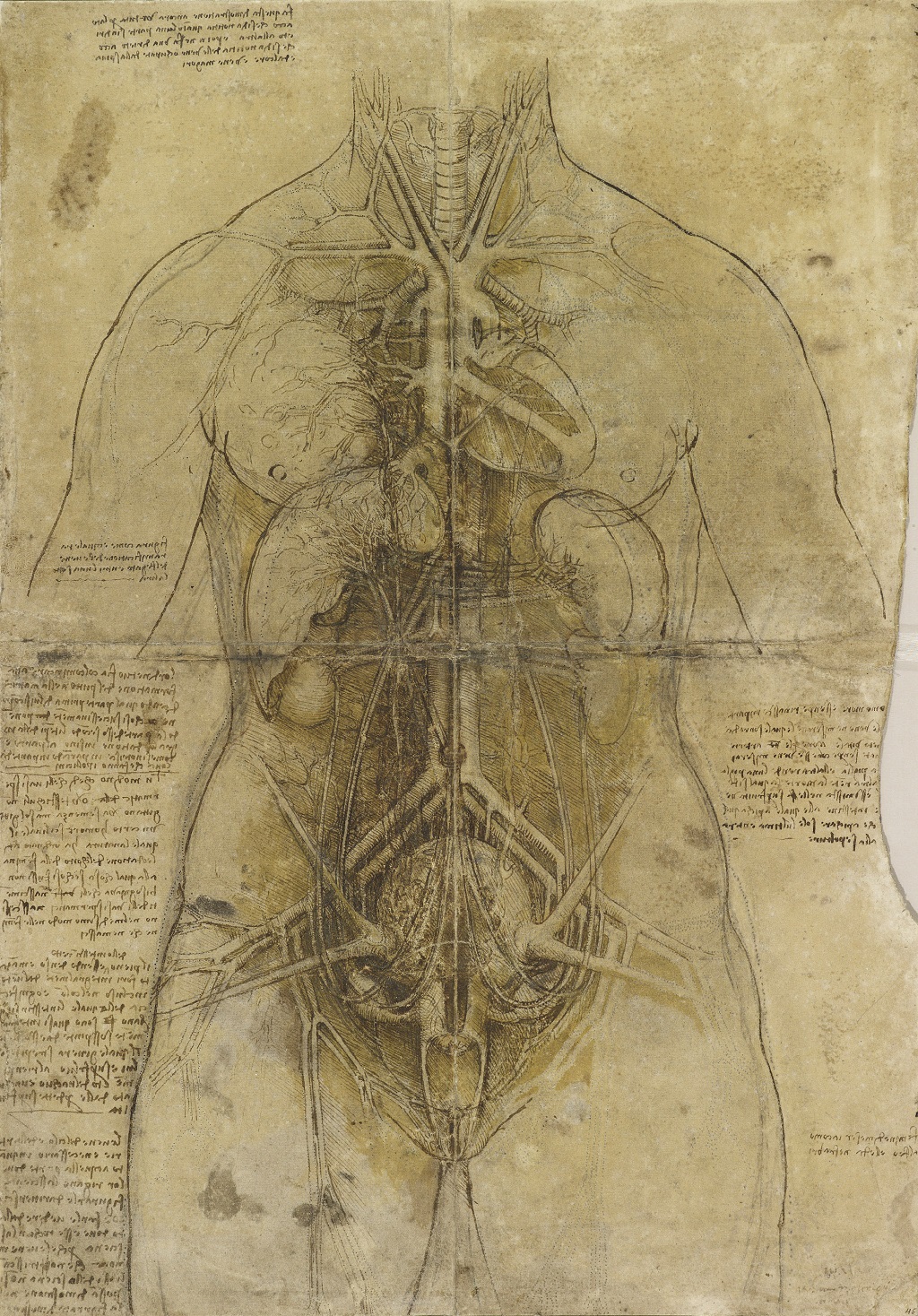 Leonardo da Vinci, The cardiovascular system and principal organs of a woman, c.1509-10 (Photo: Royal Collection Trust / Her Majesty Queen Elizabeth II)