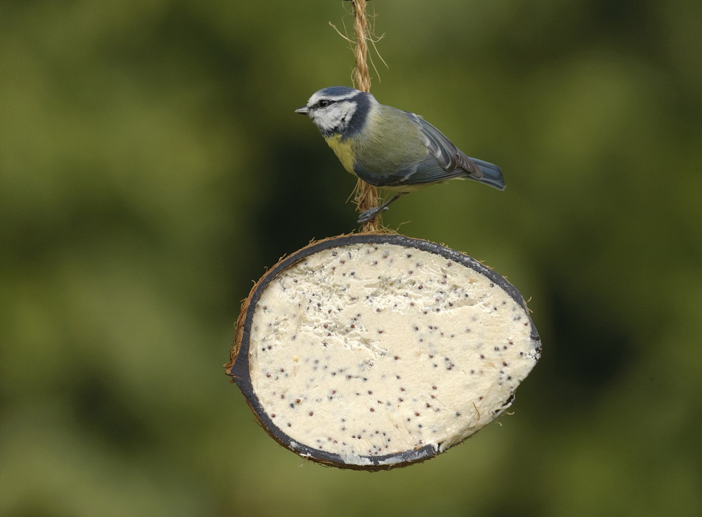 A blue tit on an RSPB coconut feeder (Photo: Chris Gomersall/RSPB)