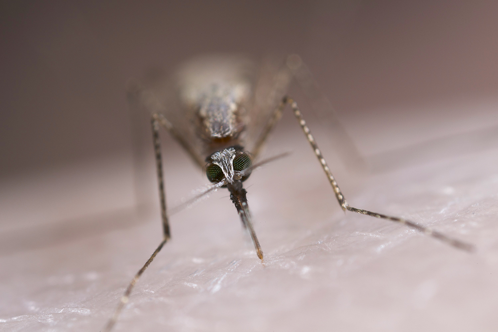 Female malaria mosquito feasting on blood (Photo: Sinclair Stammers, Reece Lab)