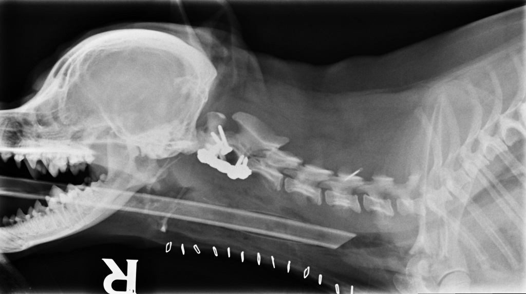 Milo's x-ray showing the plates and screws in his neck