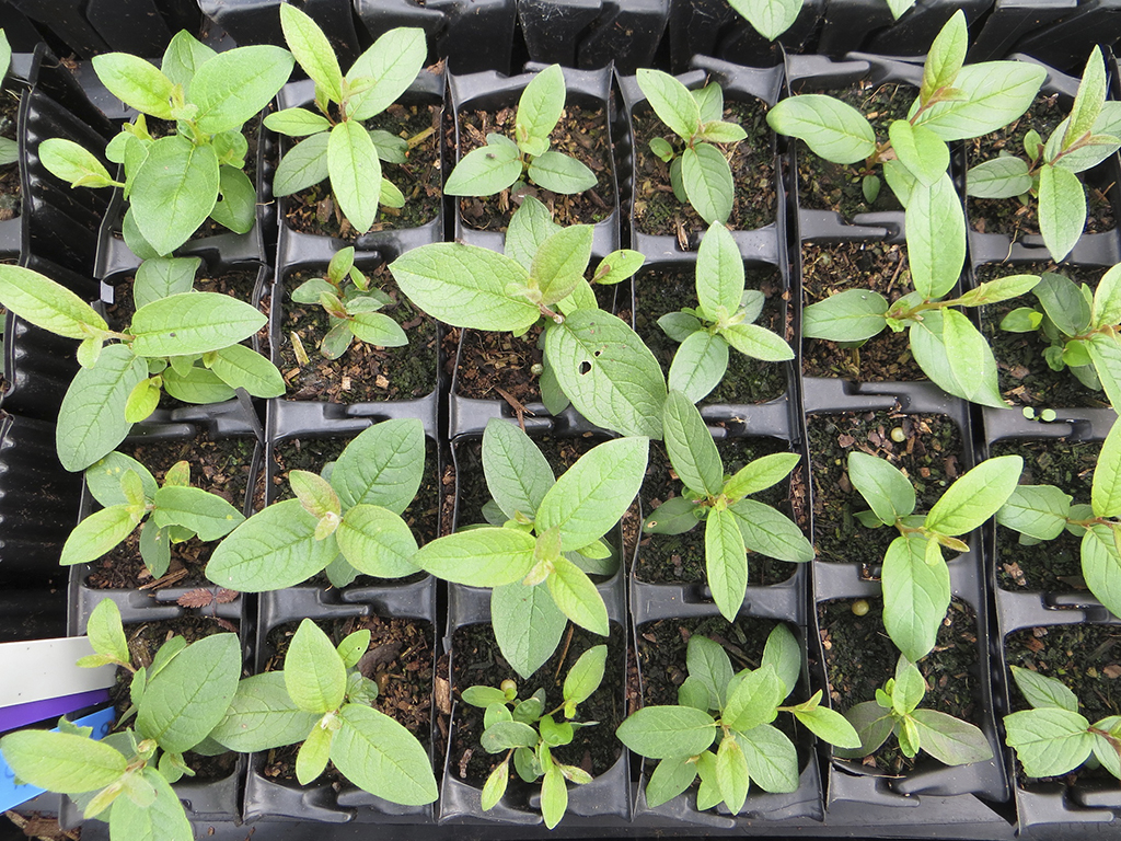 Salix lapponum seedlings