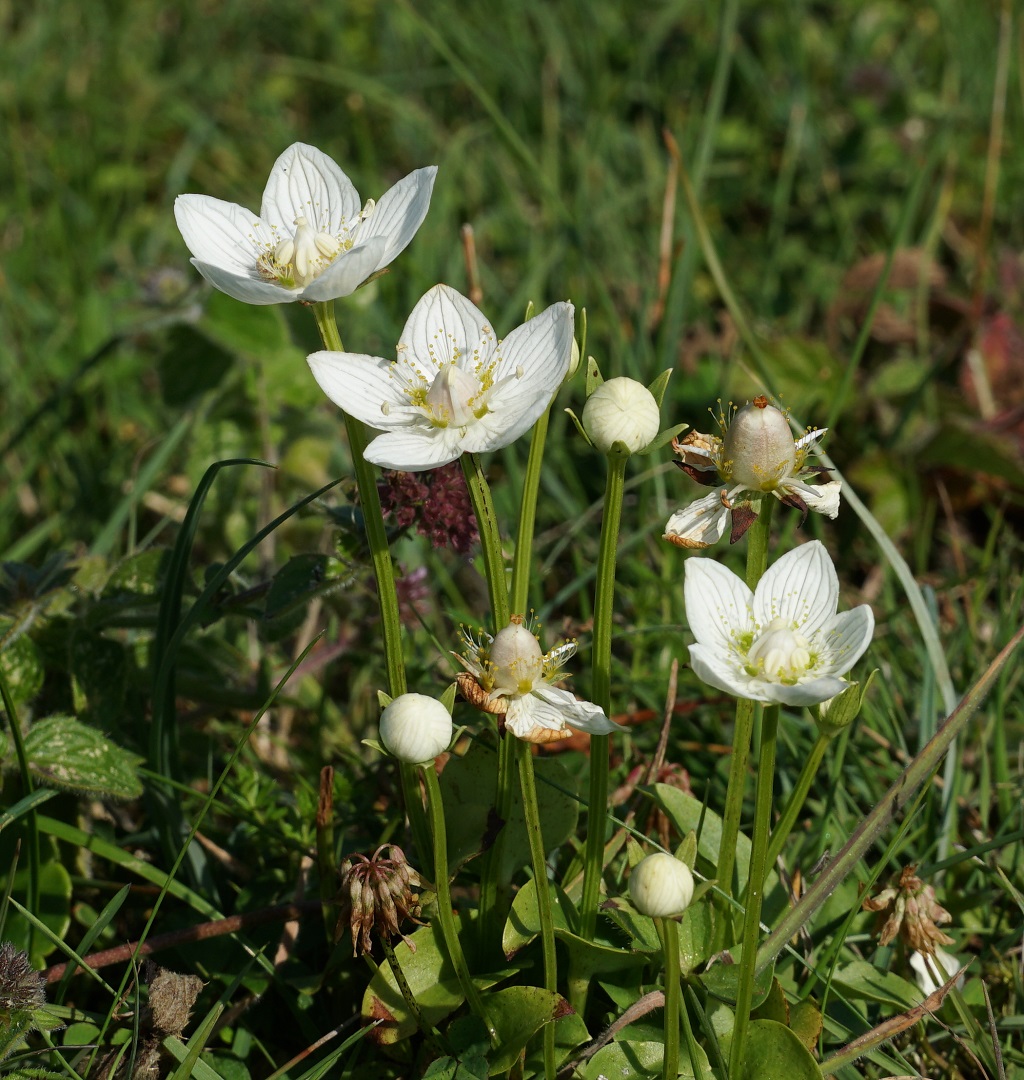 The white marsh grass of Parnassus flowers