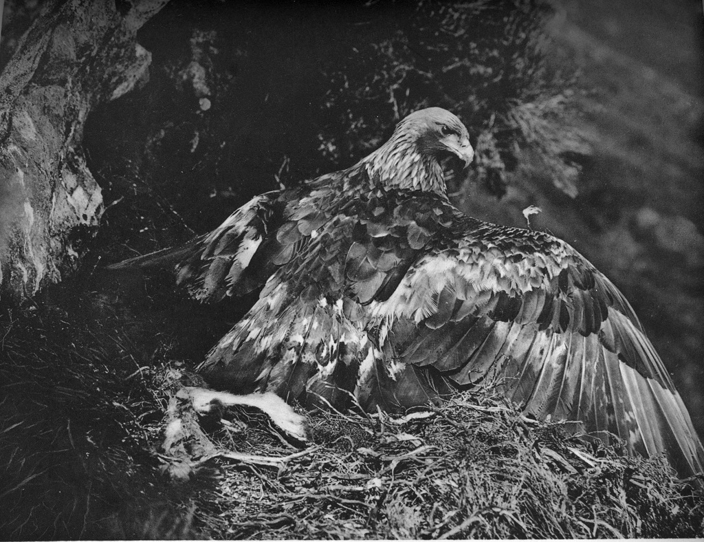 A golden eagle perched on its eyrie, photographed by Seton Gordon in 1920