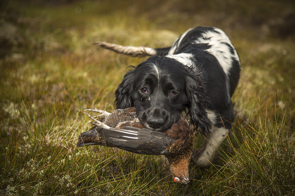 A fine retrieve