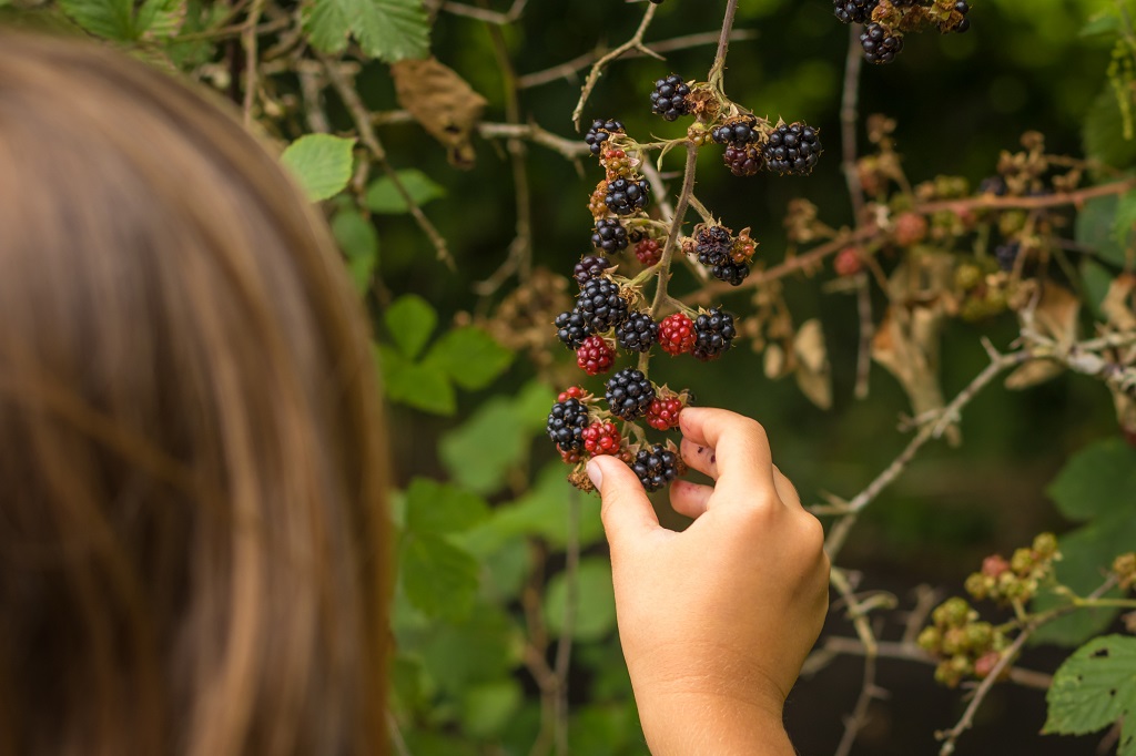 Foraging berries