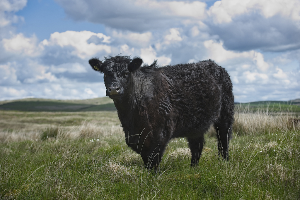 Galloway Cattle (Photo: Ian Findlay)