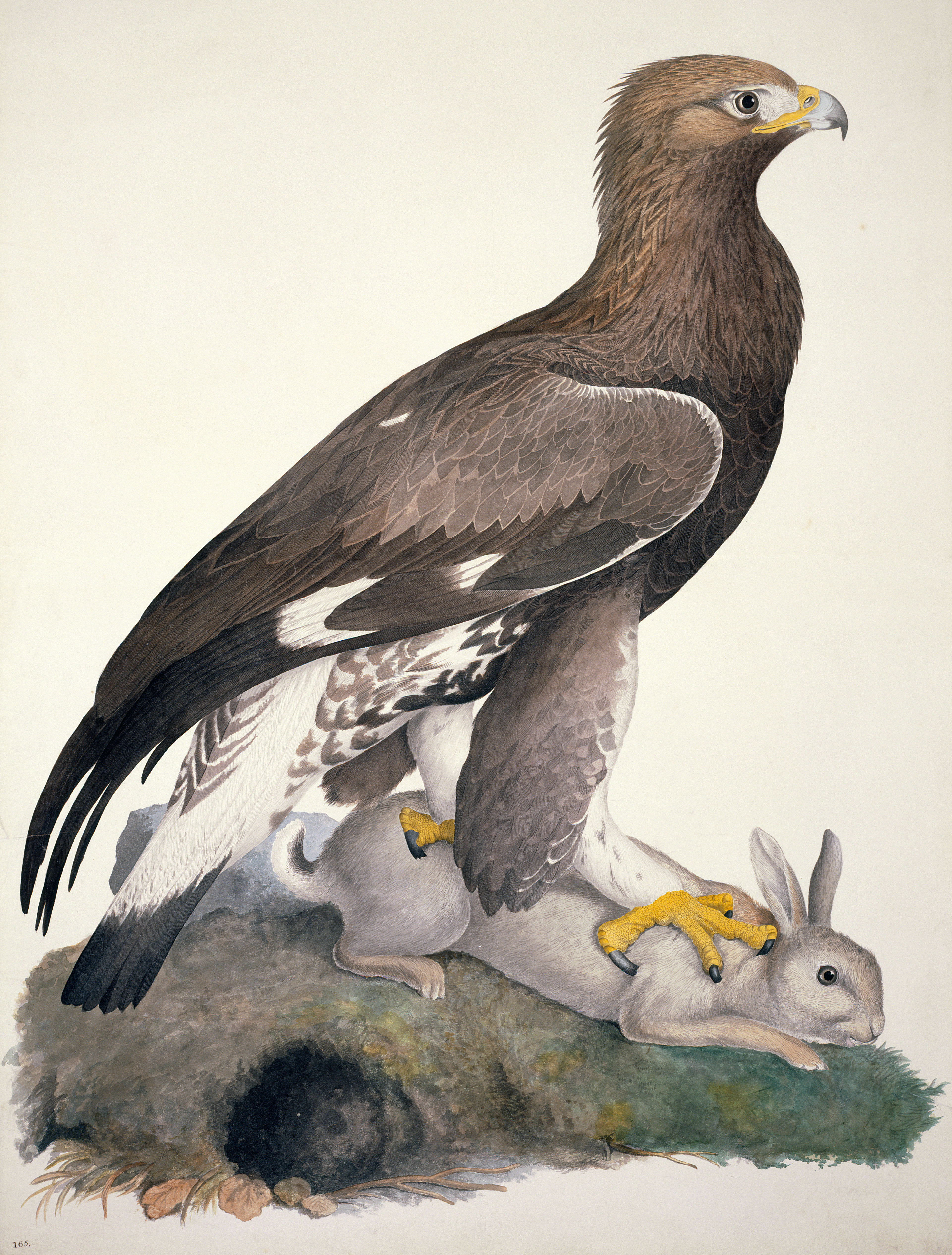 William MacGillivray’s 19th century  watercolour Golden Eagle with its prey