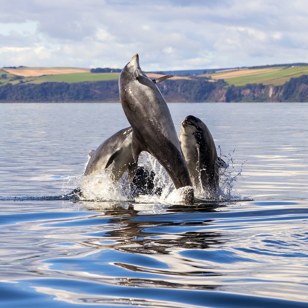 Male dolphins sometimes form ‘clubs’. (Photo: Charlie Phillips)