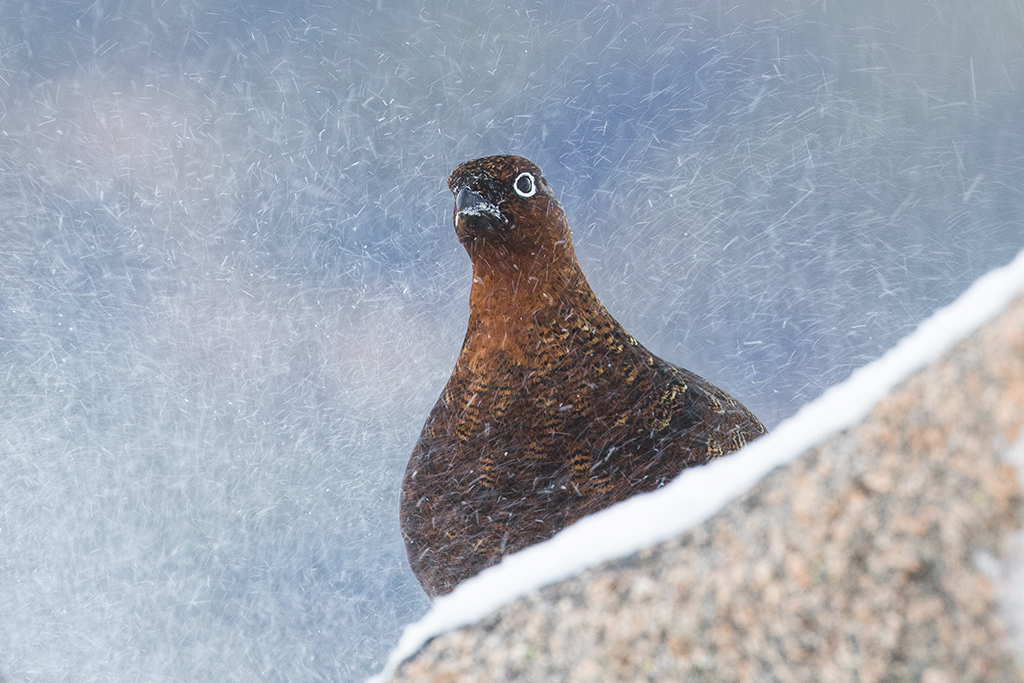 In second place was Red Grouse by Carol Dilger