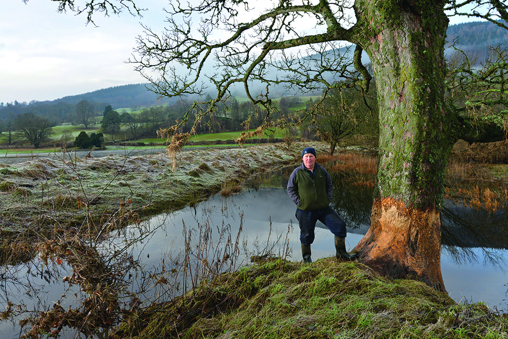 Roddy Kennedy by one of his damaged sycamores, which will have to be felled. (Photo: Angus Blackburn)