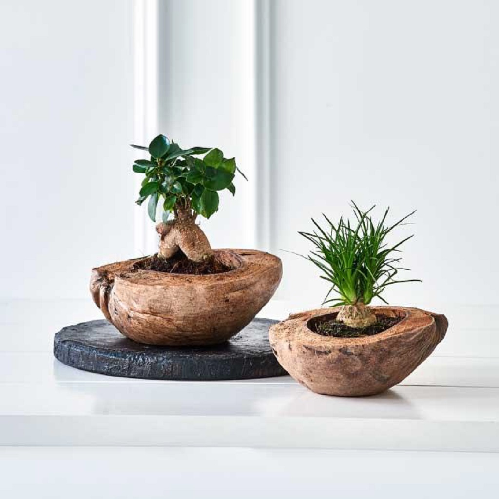 Coconut husk pots