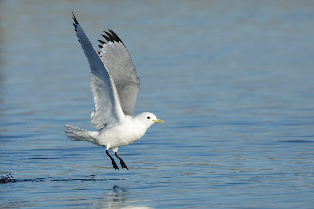 A kittiwake (Photo: Agami Photo Agency / Shutterstock)