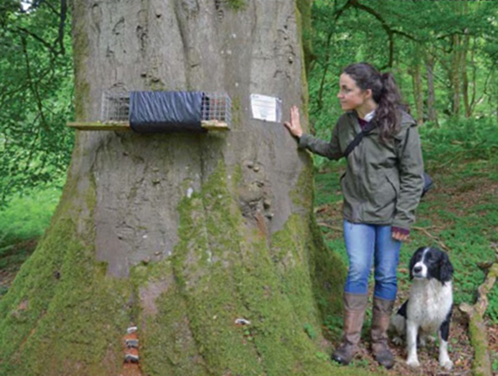 Louise Gray inspects a squirrel trap