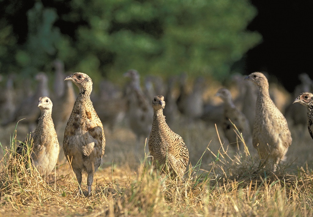 Pheasant poults, aged nine weeks