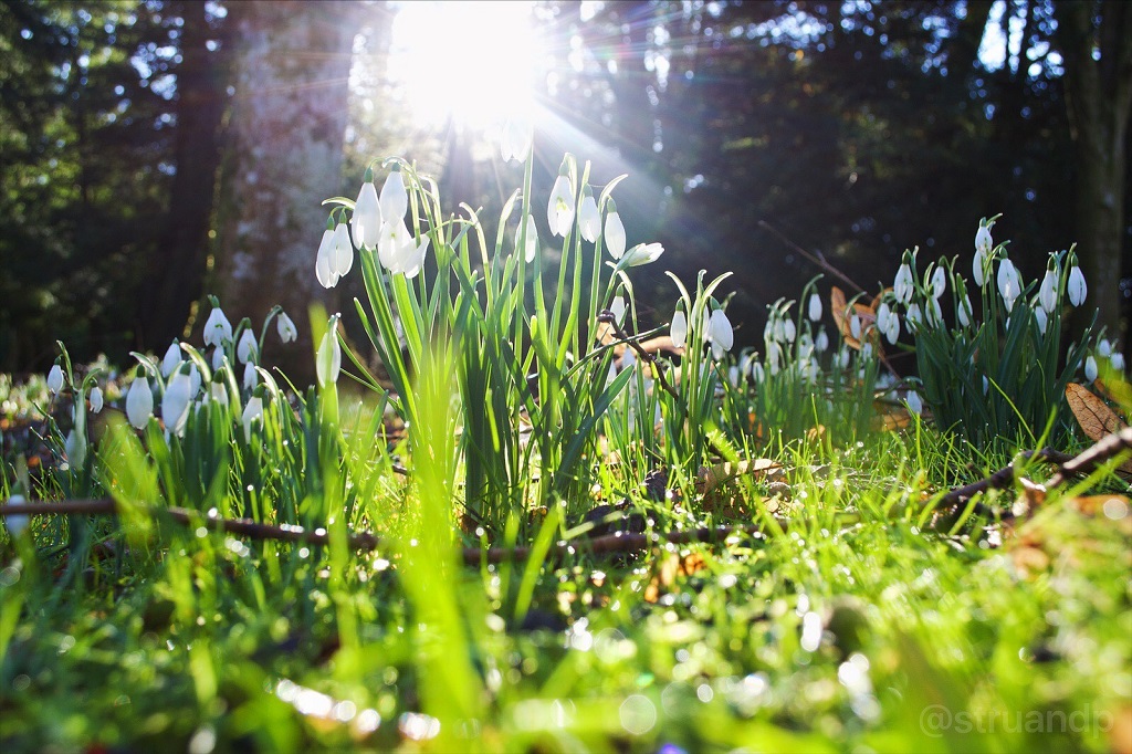 Struan Davie Snowdrops at Scone Palace