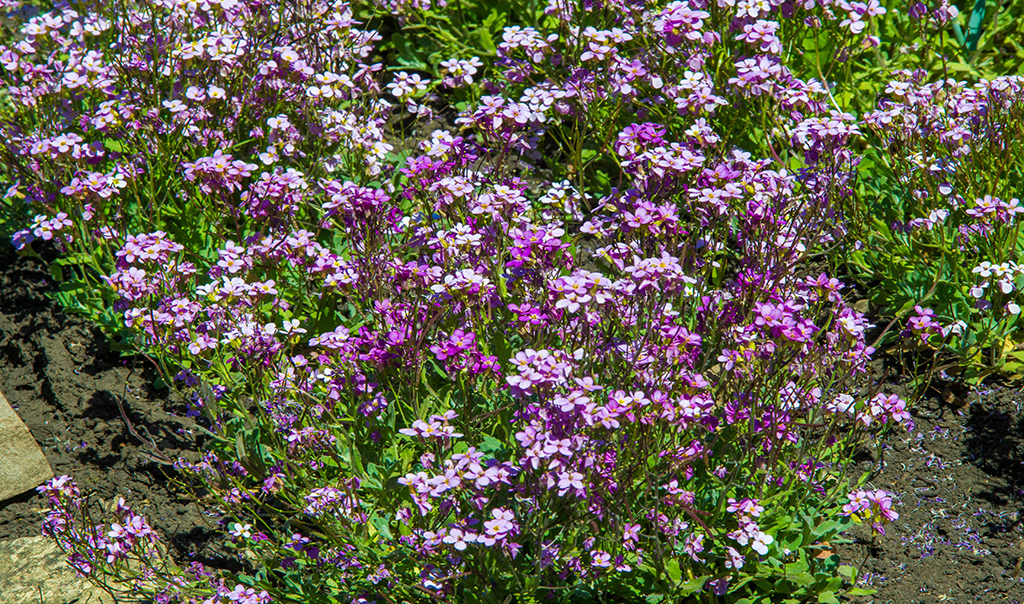 Matthiola longipetala, known as night-scented stock (Photo: Fedotova Olga/Shutterstock)