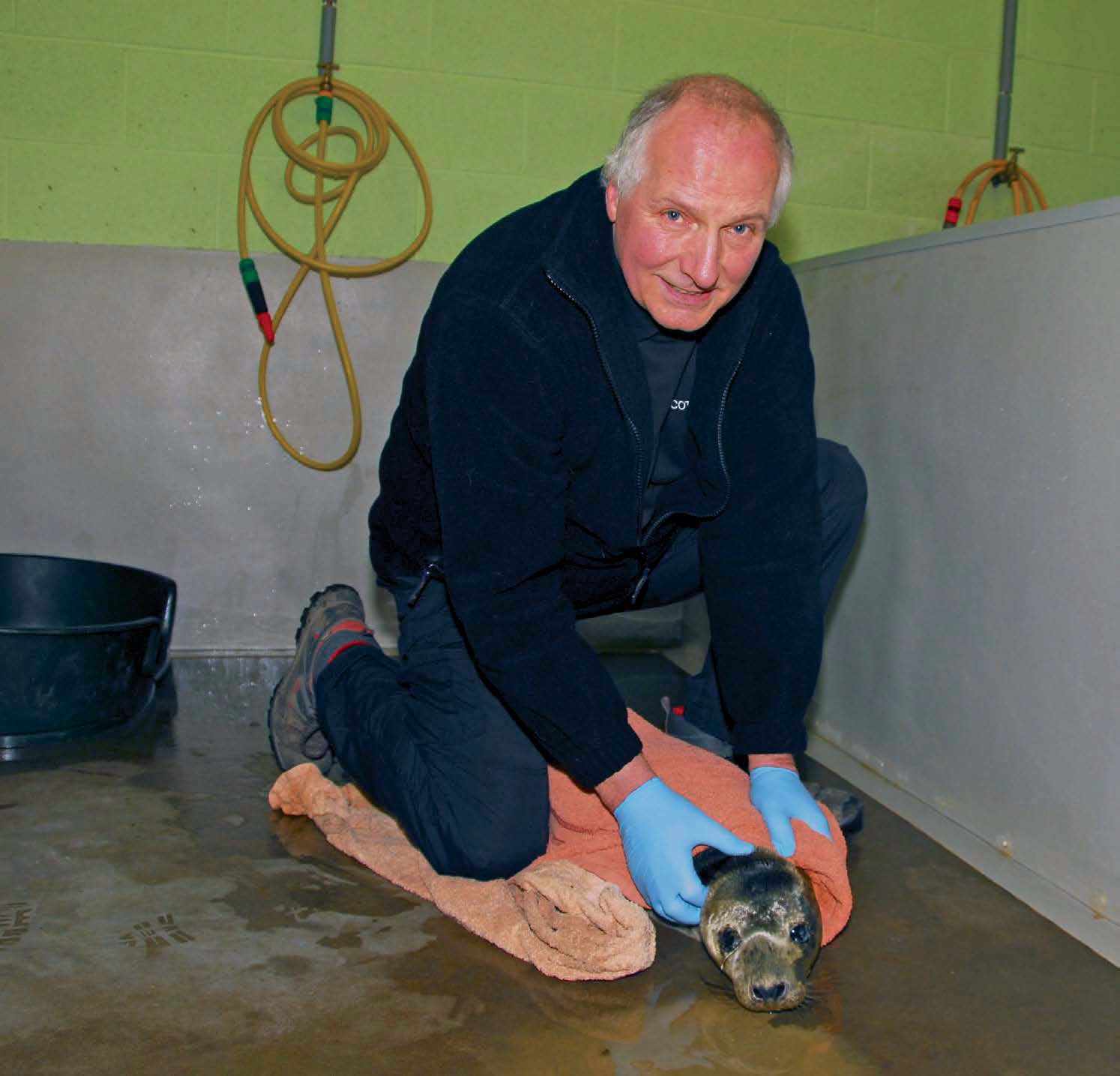 Colin Seddon, the National Wildlife Rescue Centre manager, cares for an injured seal. (Photo: Polly Pullar)