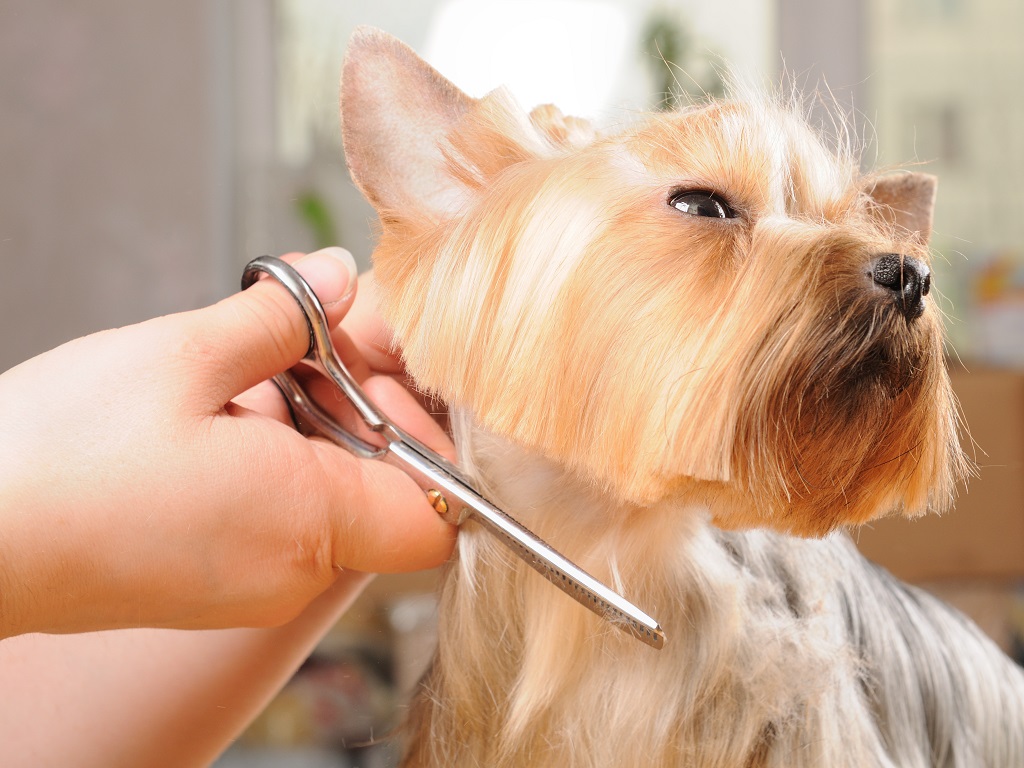 A cut above the rest of this Yorkshire Terrier (Photo: Scorpp)