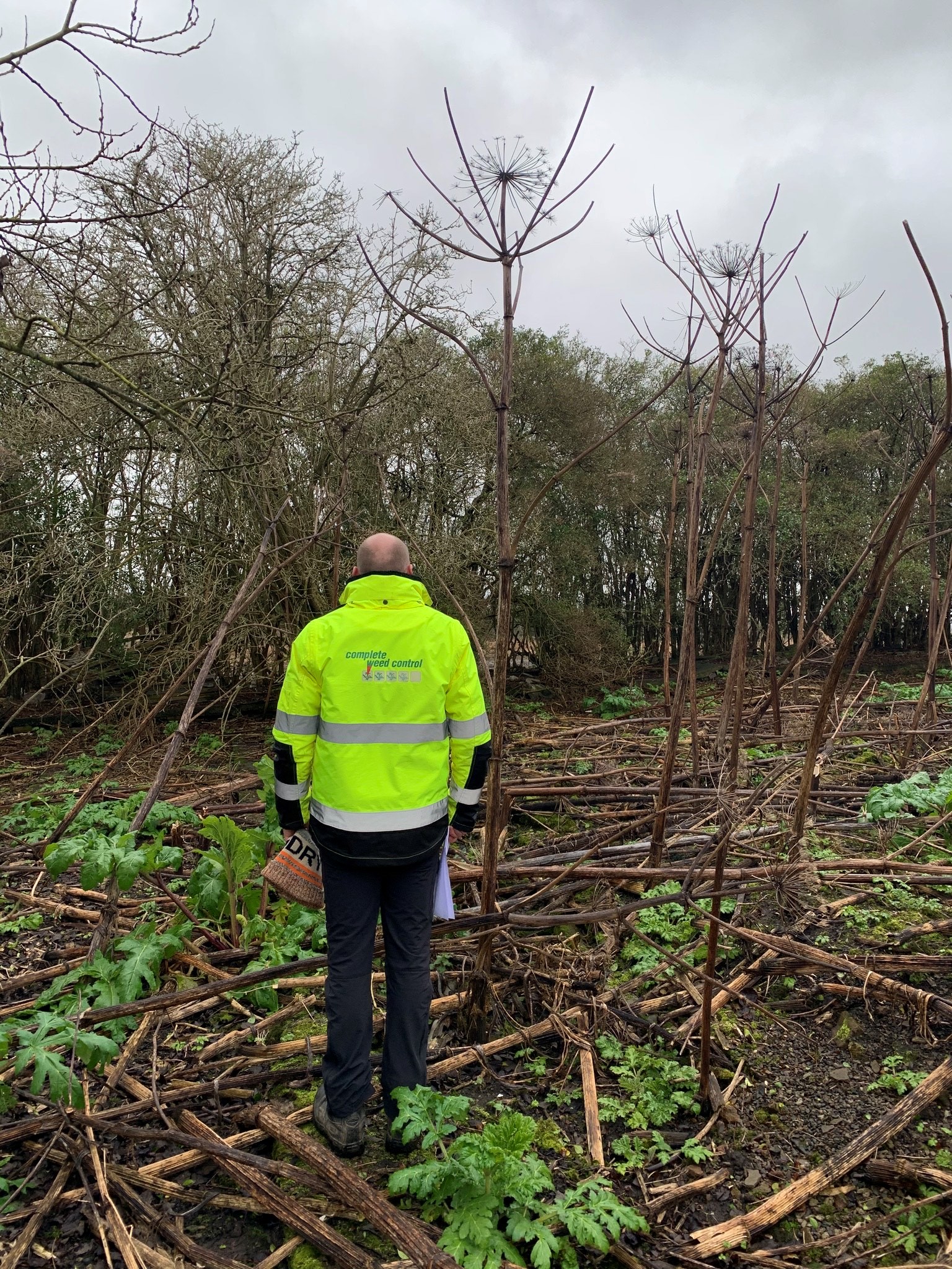 The remains of last year's giant hogweed