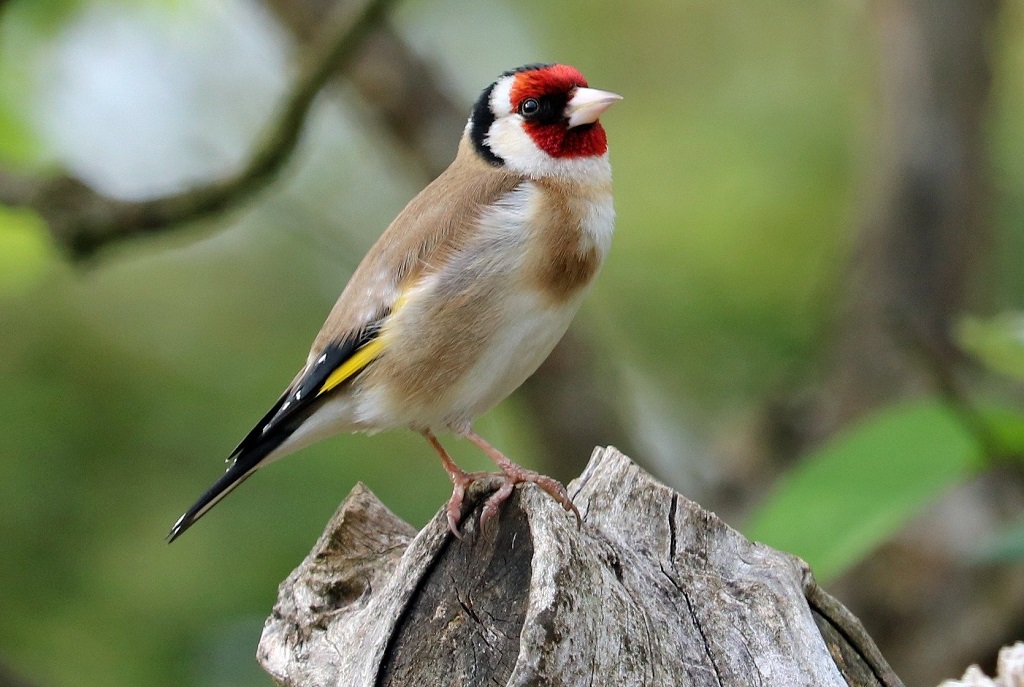 A goldfinch (Photo: J Las Wilson Photography / Pixabay.com)