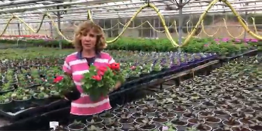 Worried Carolyn Spray, director of Edinburgh's Pentland Plants