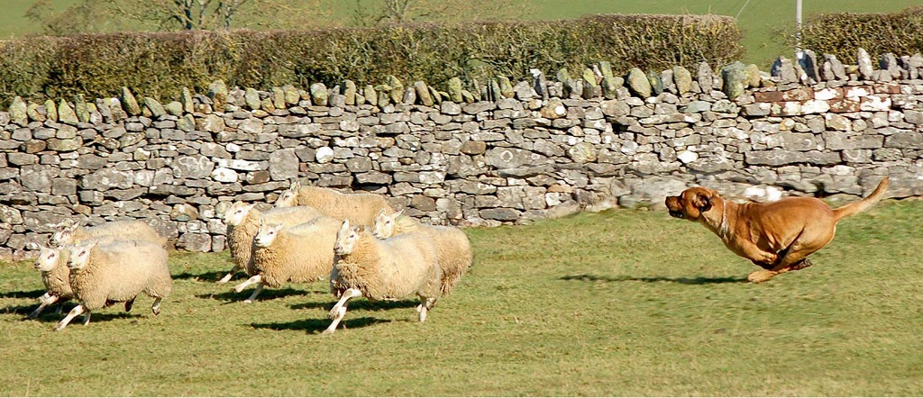 Sheep worrying
may start as a game, but can escalate quickly to something far more lethal